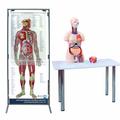 Интерактивный учебный комплекс Анатомический атлас 3D МУ0010
